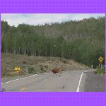 Cow In Road.jpg